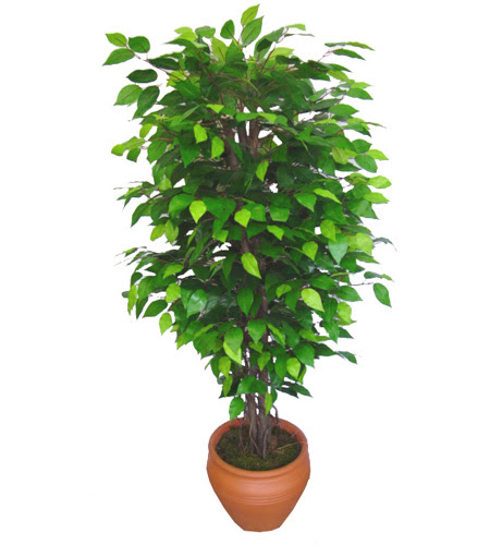 Ficus Benjamin 1,50 cm   Amasya anneler gn iek yolla 