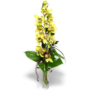  Amasya nternetten iek siparii  cam vazo ierisinde tek dal canli orkide