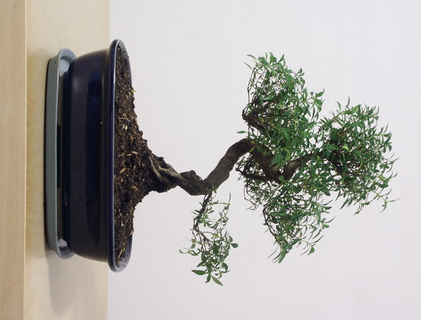 ithal bonsai saksi iegi  Amasya iek siparii vermek 
