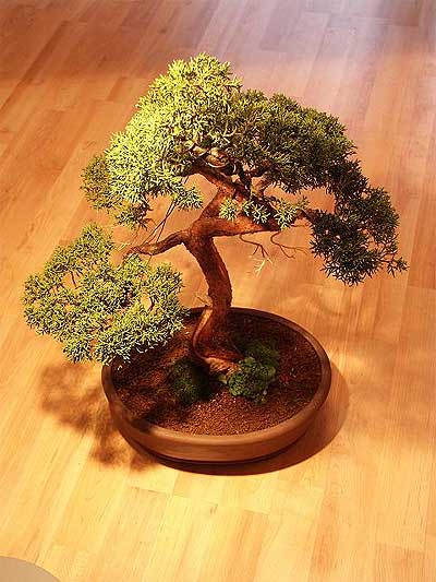 ithal bonsai saksi iegi  Amasya iek maazas , ieki adresleri 