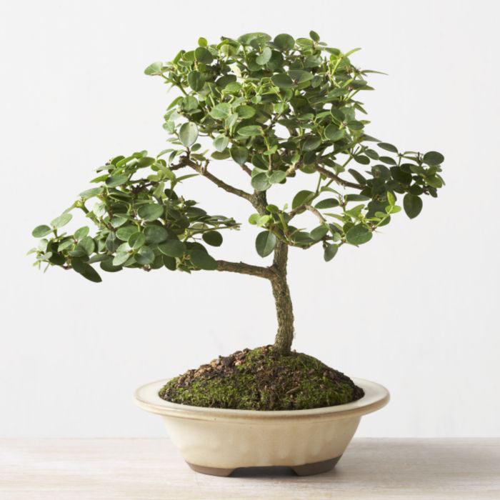 ithal bonsai saksi iegi  Amasya iek online iek siparii 