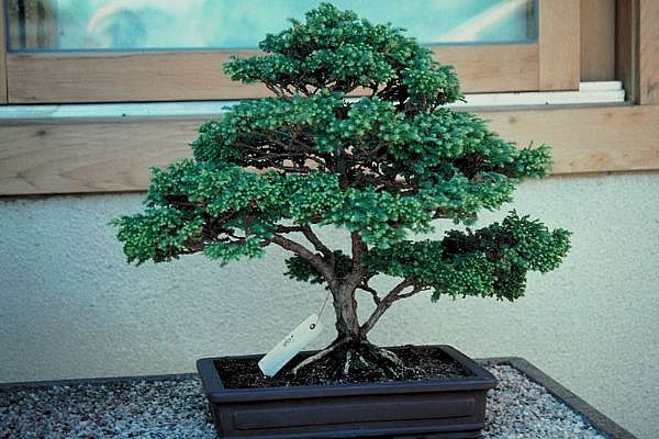 ithal bonsai saksi iegi  Amasya 14 ubat sevgililer gn iek 