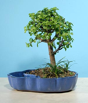 ithal bonsai saksi iegi  Amasya iekiler 