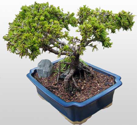ithal bonsai saksi iegi  Amasya ieki maazas 
