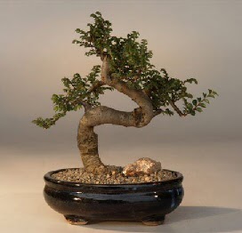 ithal bonsai saksi iegi  Amasya 14 ubat sevgililer gn iek 