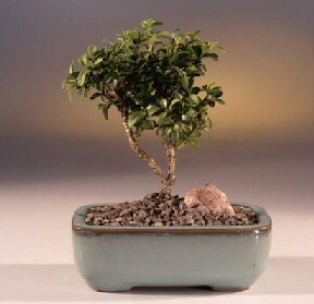  Amasya iek yolla  ithal bonsai saksi iegi  Amasya internetten iek sat 