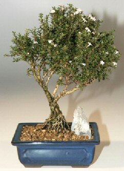  Amasya iek , ieki , iekilik  ithal bonsai saksi iegi  Amasya online iek gnderme sipari 