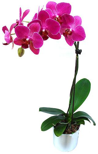  Amasya ieki maazas  saksi orkide iegi