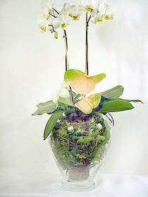  Amasya iek sat  Cam yada mika vazoda zel orkideler