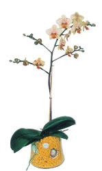  Amasya online iek gnderme sipari  Phalaenopsis Orkide ithal kalite