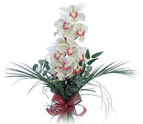  Amasya iek siparii sitesi  Dal orkide ithal iyi kalite