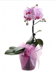 1 dal pembe orkide saksı çiçeği  Amasya kaliteli taze ve ucuz çiçekler 