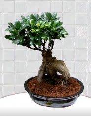 saks iei japon aac bonsai  Amasya kaliteli taze ve ucuz iekler 