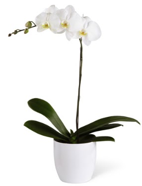 1 dall beyaz orkide  Amasya 14 ubat sevgililer gn iek 
