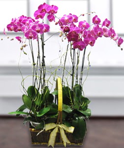 4 dall mor orkide  Amasya gvenli kaliteli hzl iek 