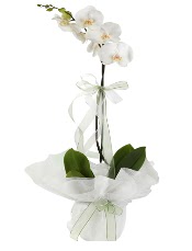 1 dal beyaz orkide iei  Amasya iek siparii vermek 