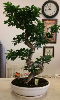 100 cm yüksekliğinde dev bonsai japon ağacı  Amasya İnternetten çiçek siparişi 