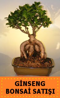Ginseng bonsai sat japon aac  Amasya cicek , cicekci 