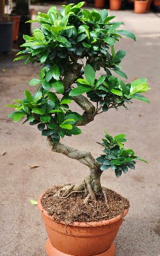 Orta boy bonsai saks bitkisi  Amasya internetten iek siparii 