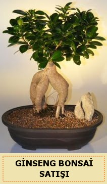 thal Ginseng bonsai sat japon aac  Amasya iek siparii sitesi 