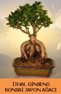 thal japon aac ginseng bonsai sat  Amasya nternetten iek siparii 