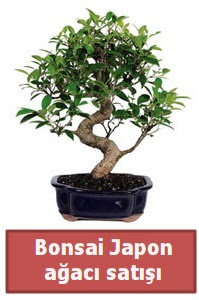 Japon aac bonsai sat  Amasya iek siparii sitesi 