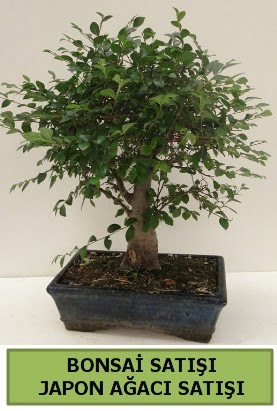 Minyatr bonsai japon aac sat  Amasya iek gnderme sitemiz gvenlidir 