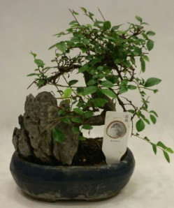 thal 1.ci kalite bonsai japon aac  Amasya iek sat 
