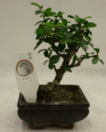 Kk minyatr bonsai japon aac  Amasya iek gnderme 