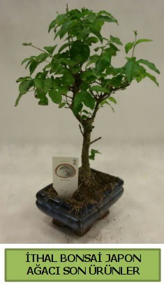 thal bonsai japon aac bitkisi  Amasya hediye sevgilime hediye iek 
