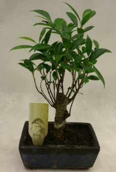 Japon aac bonsai bitkisi sat  Amasya ieki telefonlar 