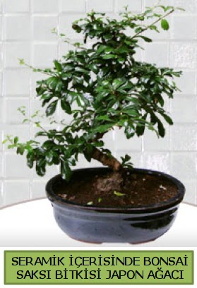 Seramik vazoda bonsai japon aac bitkisi  Amasya iek siparii sitesi 
