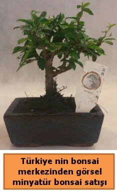 Japon aac bonsai sat ithal grsel  Amasya iek yolla 
