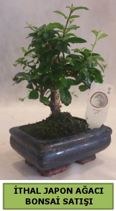 thal japon aac bonsai bitkisi sat  Amasya ieki telefonlar 