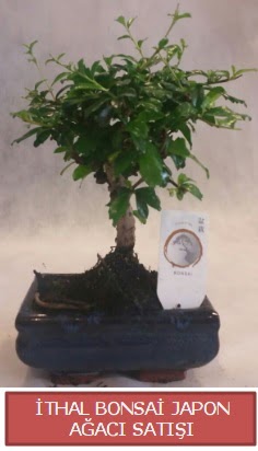 thal kk boy minyatr bonsai aa bitkisi  Amasya ieki telefonlar 