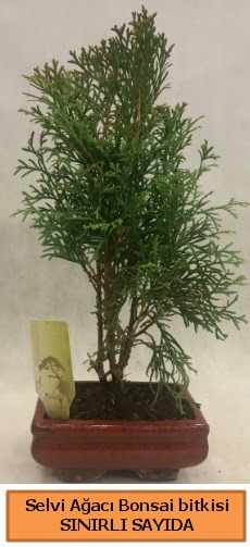 Selvi aac bonsai japon aac bitkisi  Amasya iek sat 