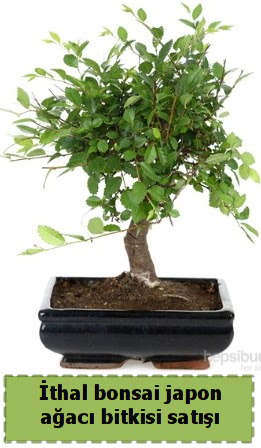 thal bonsai saks iei Japon aac sat  Amasya nternetten iek siparii 