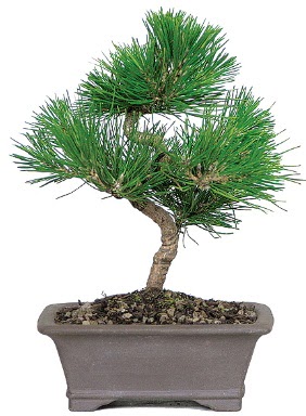 am aac bonsai japon aac bitkisi  Amasya iek gnderme 