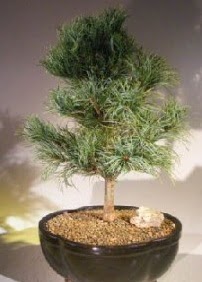 am aac bonsai bitkisi sat  Amasya ucuz iek gnder 