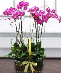 7 dall mor lila orkide  Amasya iek gnderme sitemiz gvenlidir 