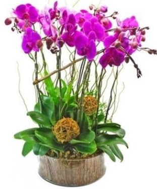 Ahap ktkte lila mor orkide 8 li  Amasya internetten iek sat 