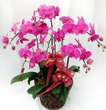 Sepet ierisinde 5 dall lila orkide  Amasya ucuz iek gnder 