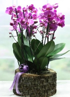 Ktk ierisinde 6 dall mor orkide  Amasya ucuz iek gnder 