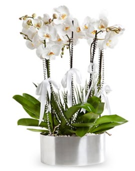 Be dall metal saksda beyaz orkide  Amasya iek yolla 