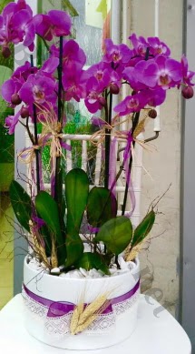 Seramik vazoda 4 dall mor lila orkide  Amasya online iek gnderme sipari 