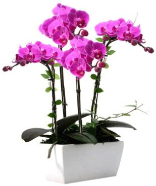 Seramik vazo ierisinde 4 dall mor orkide  Amasya iek sat 