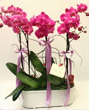 Beyaz seramik ierisinde 4 dall orkide  Amasya ucuz iek gnder 