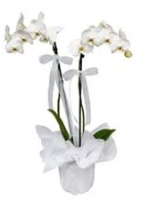 2 dall beyaz orkide  Amasya gvenli kaliteli hzl iek 