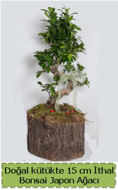 Doal ktkte thal bonsai japon aac  Amasya iek gnderme 