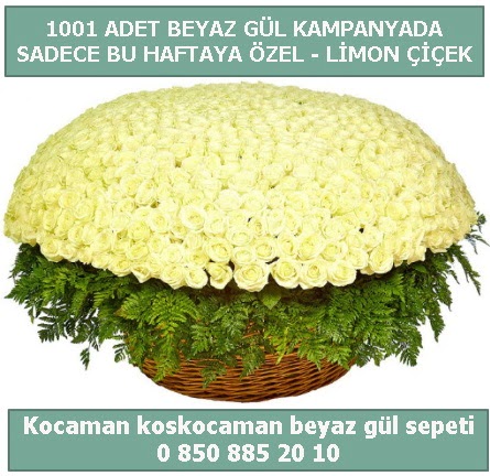 1001 adet beyaz gül sepeti özel kampanyada  Amasya çiçek gönderme sitemiz güvenlidir 